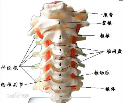 頸椎結(jié)構(gòu)圖