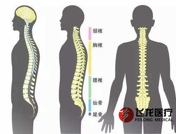 每天沒精神，很可能是脊柱出了問題